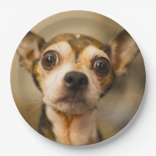 Plato De Papel Placas de papel 10 del perro lindo