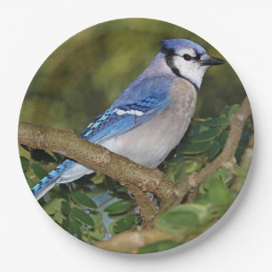Plato De Papel Placas de papel de Jay azul