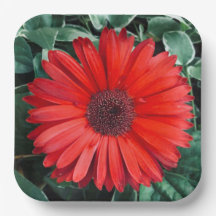 placas de papel de margarita naranja