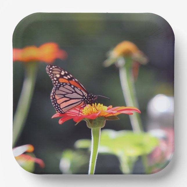 Plato De Papel Placas de papel de mariposa (Anverso)