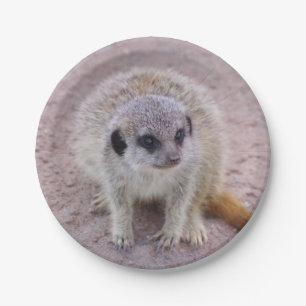 Plato De Papel Placas de papel de Meerkat