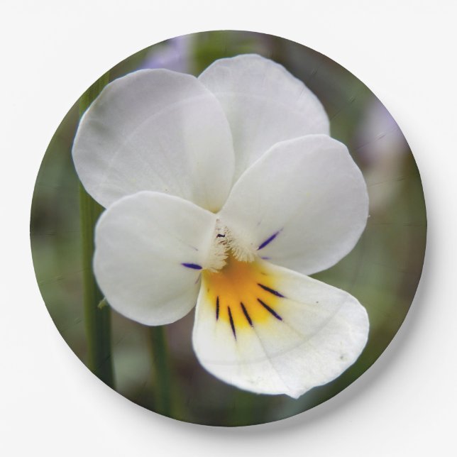 Plato De Papel Placas de papel de pansy silvestres (Anverso)