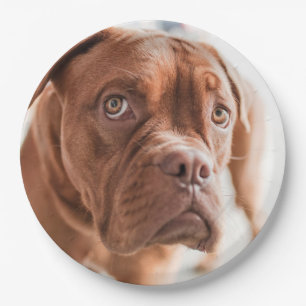 Plato De Papel Placas de papel de perro 6