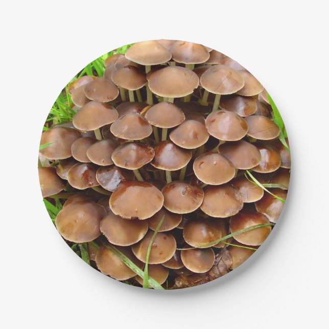 Plato De Papel Placas de papel para hongos Mycena inclinata (Anverso)