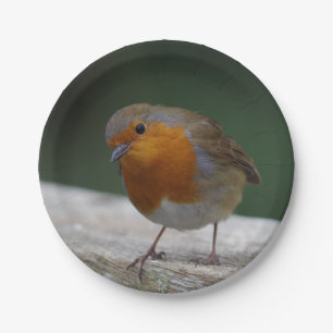 Plato De Papel Placas de papel Robin