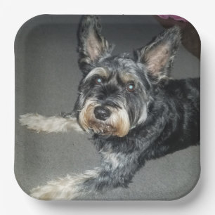 Plato De Papel placas de perro