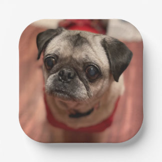 Plato De Papel Placas Fiesta Pug