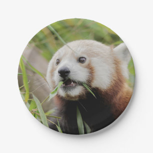 Plato De Papel Plano de papel Foto panda roja 0470.
