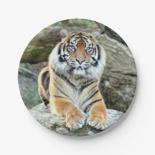 Plato De Papel Plano de papel. Tigre fotográfico 04. Placa de pap