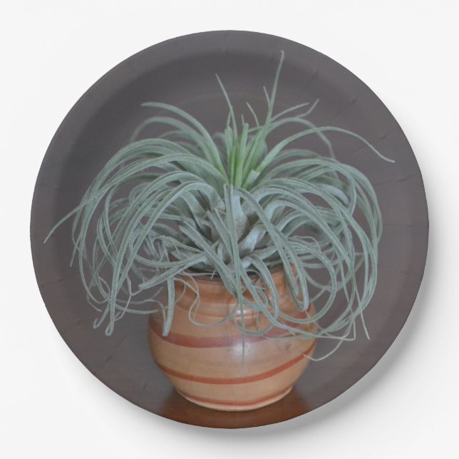 Plato De Papel Planta de aire Curly (Anverso)