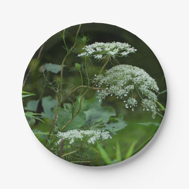 Plato De Papel plantilla de placa ppr (Anverso)