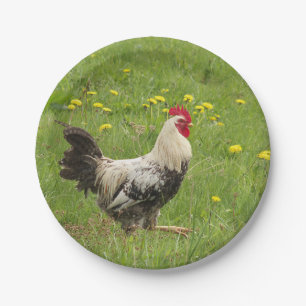Plato De Papel pollo, gallo, animal, ave, granja, agricultura,