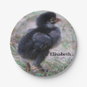 Plato De Papel pollo, pollitos, pollos, pollos, animales, aves,