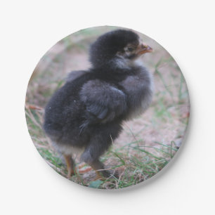 Plato De Papel pollo, pollitos, pollos, pollos, animales, aves,
