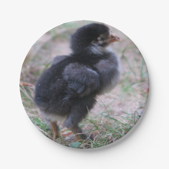 Plato De Papel pollo, pollitos, pollos, pollos, animales, aves, (Anverso)