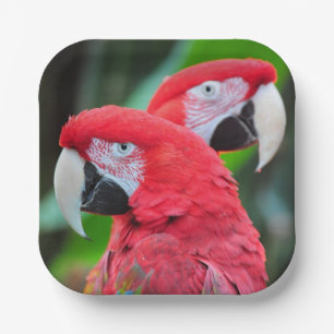 Plato De Papel Poster de loros de macao colorido