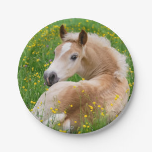 Plato De Papel Potro lindo del caballo de Haflinger en fiesta