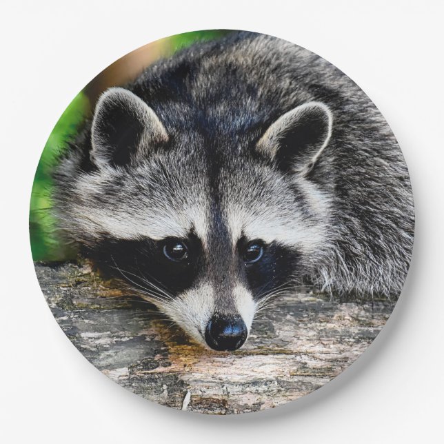 Plato De Papel Raccoon 003 (Anverso)