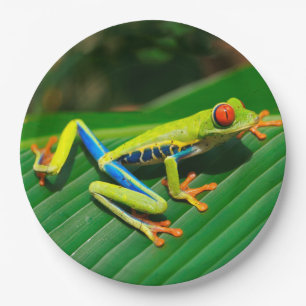 Plato De Papel Rana arbórea rojo-observada verde tropical de la