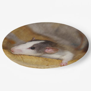 Plato De Papel Rata Cuta