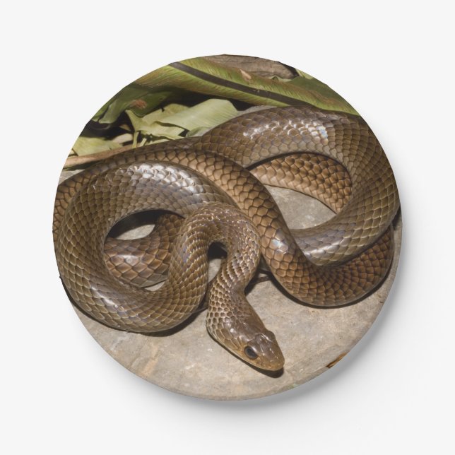 Plato De Papel Ratsnake chino (Anverso)