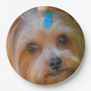 Plato De Papel Raza favorita de Yorkshire Terrier Yorkie