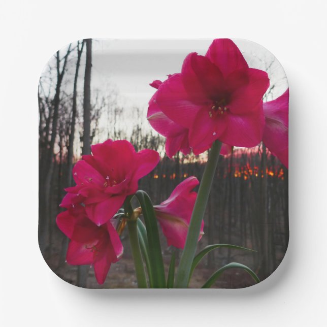 Plato De Papel Red Amaryllis y el amanecer invernal (Anverso)