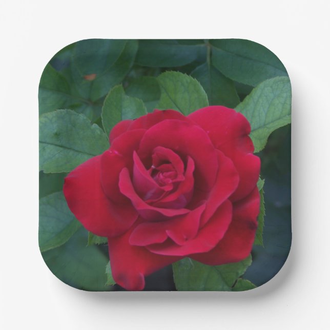Plato De Papel Red Rose Close (Anverso)