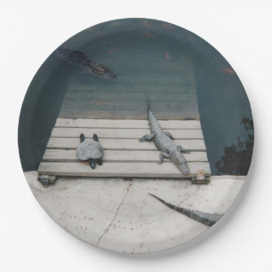 Plato De Papel Reptiles Basking