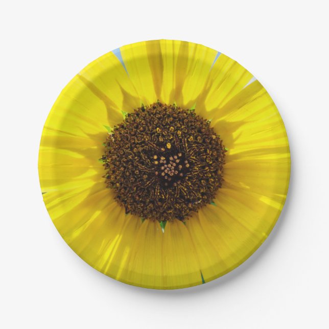 Plato De Papel Resplandor de la mañana (Anverso)