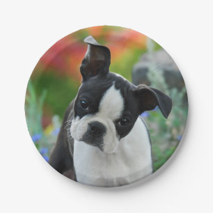 Plato De Papel Retrato del perrito del perro de Boston Terrier,