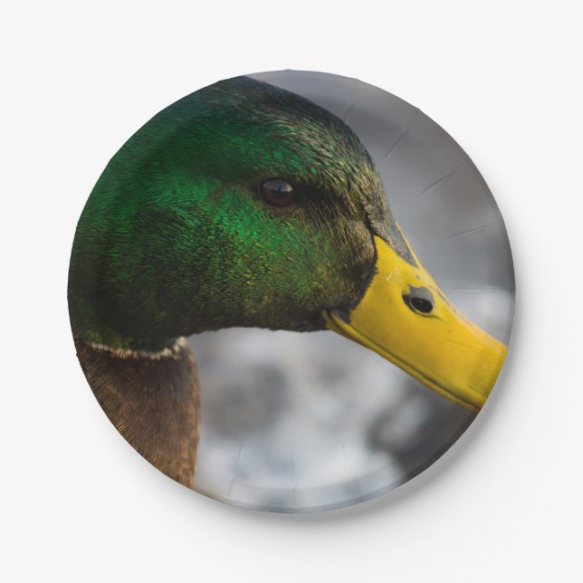 Plato De Papel Retrato masculino mallard (Anverso)