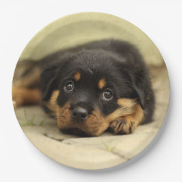 Plato De Papel Rottweiler20150901