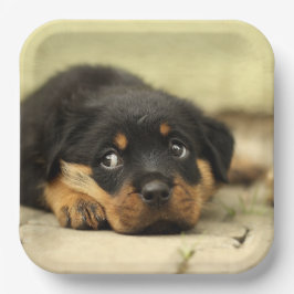 Plato De Papel Rottweiler Puppy