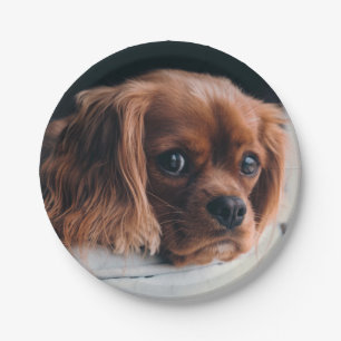 Plato De Papel Ruby Cavalier Rey Carlos Español Perro