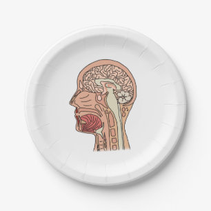 Plato De Papel Sección transversal cerebral midsagital