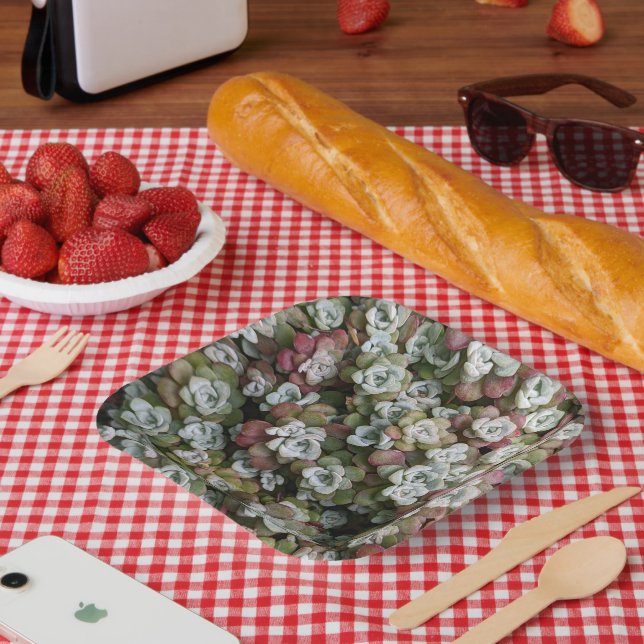 Plato De Papel Sedum Spathulifolium Suculum Succuloral (Picnic)