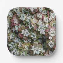 Sedum Spathulifolium Suculum Succuloral