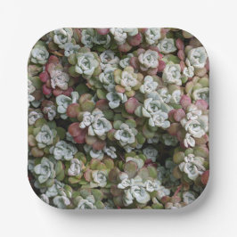 Plato De Papel Sedum Spathulifolium Suculum Succuloral