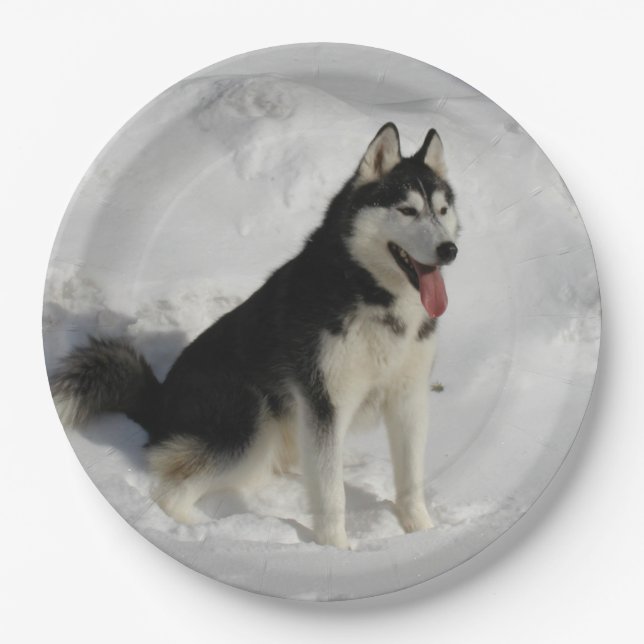 Plato De Papel sentada del husky siberiano (Anverso)