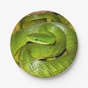 Plato De Papel Serpiente de rata verde de Bush