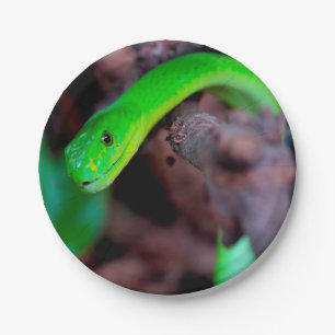 Plato De Papel Serpiente del pitón