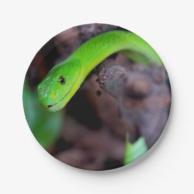 Plato De Papel Serpiente del pitón (Anverso)