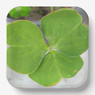 Plato De Papel Sinfonía de hojas: Placa cuadrada de papel de 9 pu