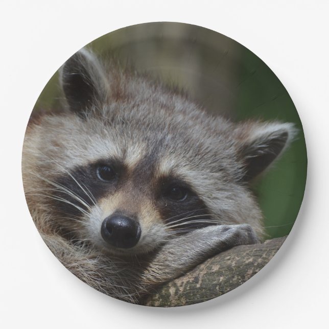 Plato De Papel Sleepy Cute Raccoon (Anverso)