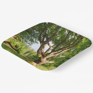 Plato De Papel Smååland ligero de verano medio 