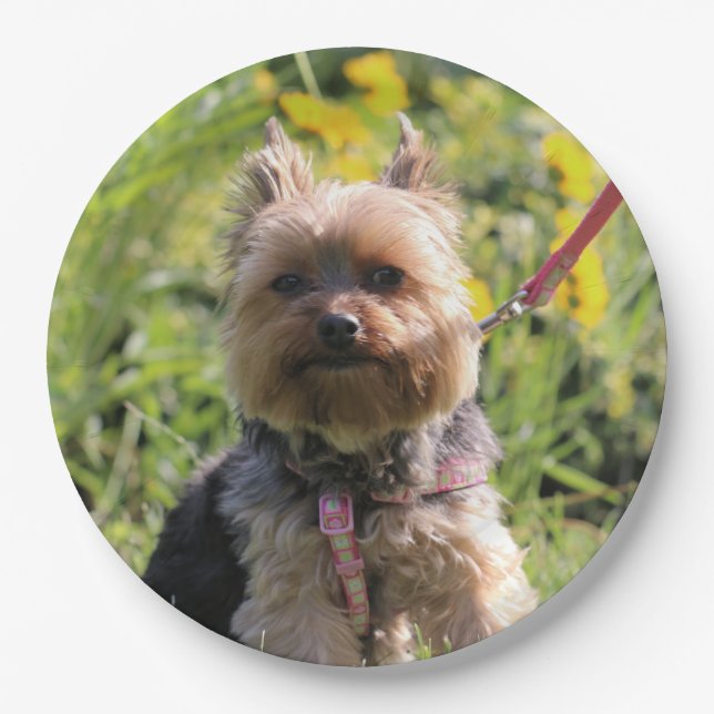 Plato De Papel Solo cariño. (Anverso)