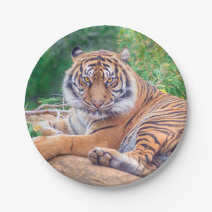 Plato De Papel Sorprendente rebote de la fotografía del tigre