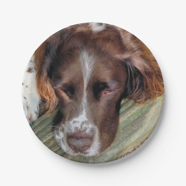 PLATO DE PAPEL SPANIEL (Anverso)