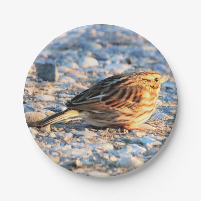 Plato De Papel Sparrow Bird (Anverso)